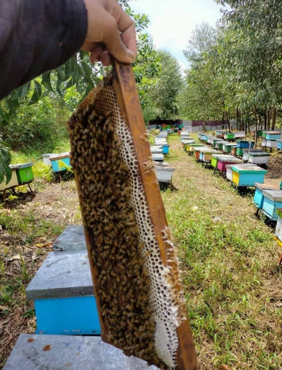 Madu Akasia Carva